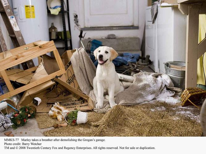 马利和我在线观看_马利和我在线观看_马利和我在线观看